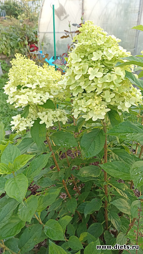 7 фото: ЛилинЦветник