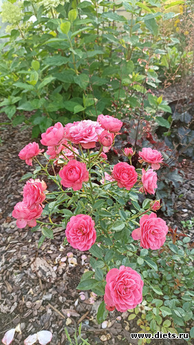 8 ����: ������������