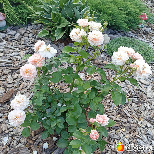 11 фото: ЛилинЦветник