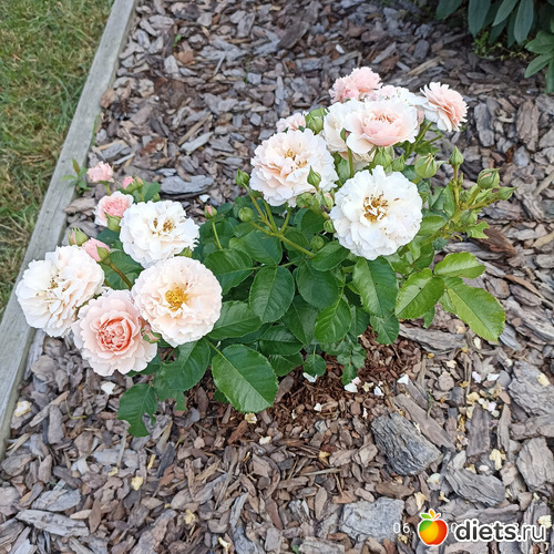 12 фото: ЛилинЦветник