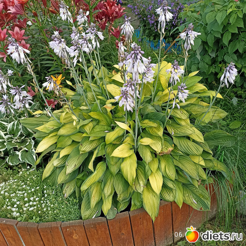 15 фото: ЛилинЦветник