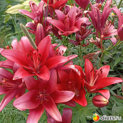 17 фото: ЛилинЦветник