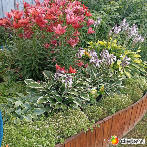 19 фото: ЛилинЦветник