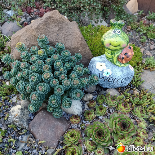 20 фото: ЛилинЦветник