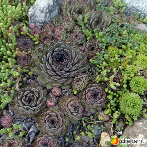 21 фото: ЛилинЦветник