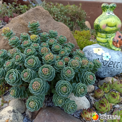 22 фото: ЛилинЦветник