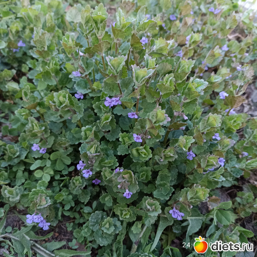 23 фото: ЛилинЦветник