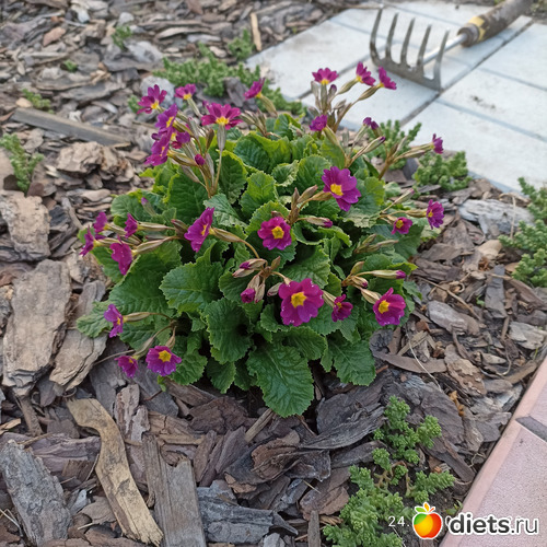 24 ����: ������������