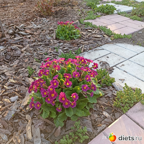 25 фото: ЛилинЦветник