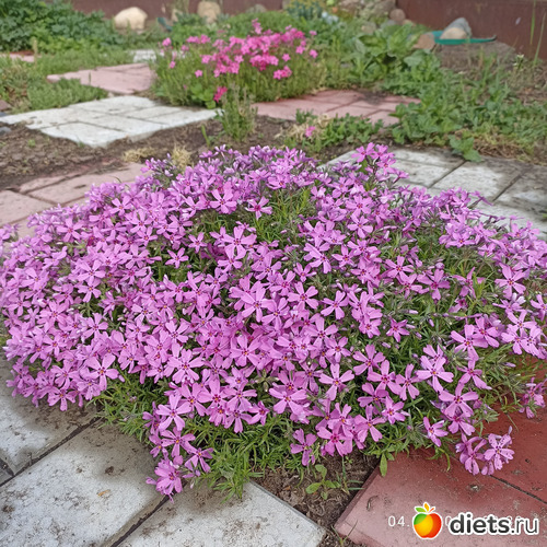 28 фото: ЛилинЦветник