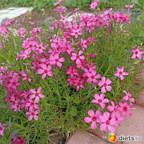 29 ����: ������������