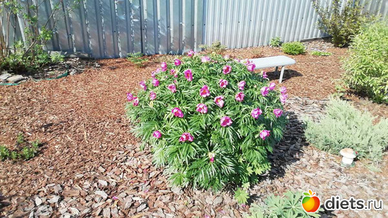 31 ����: ������������