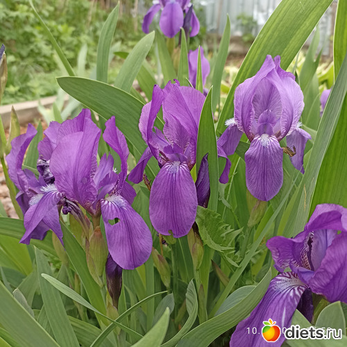 33 фото: ЛилинЦветник