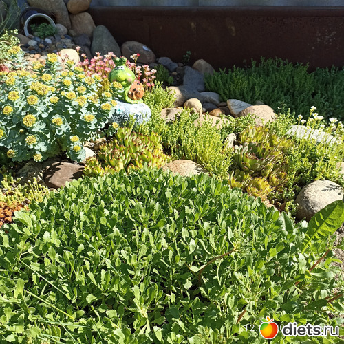 37 фото: ЛилинЦветник