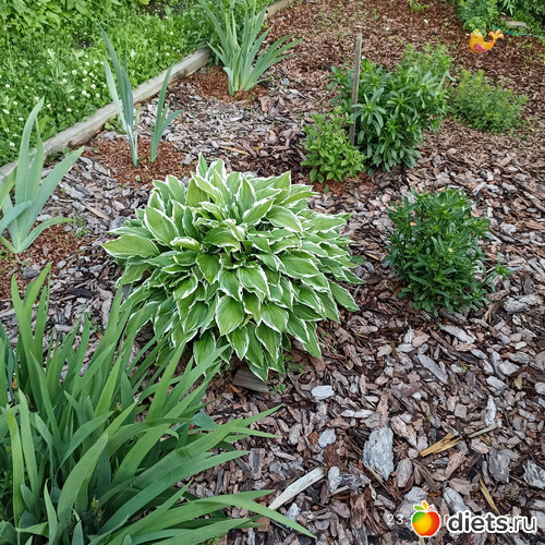 42 фото: ЛилинЦветник