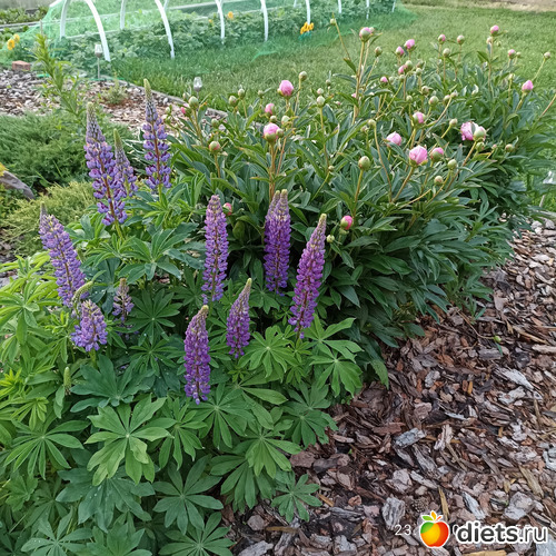 43 фото: ЛилинЦветник