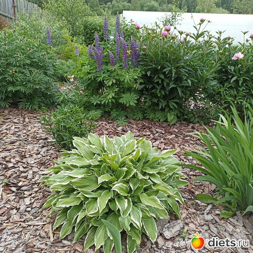 48 фото: ЛилинЦветник