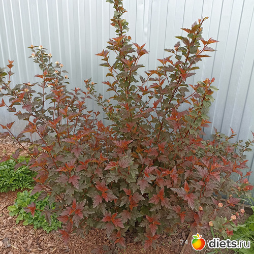 49 фото: ЛилинЦветник