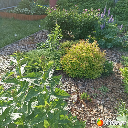 52 фото: ЛилинЦветник