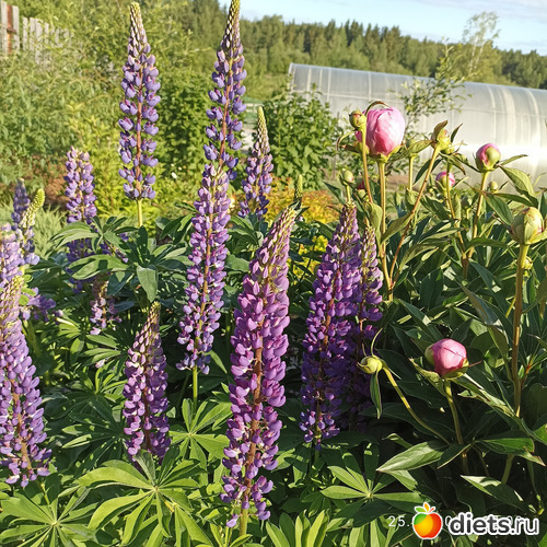 53 фото: ЛилинЦветник