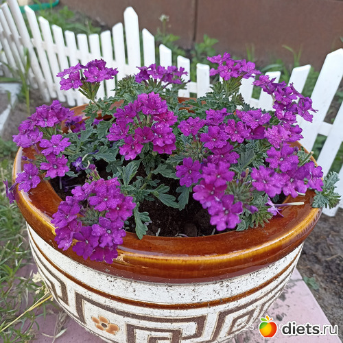 56 фото: ЛилинЦветник