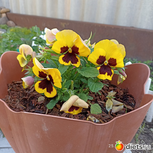 57 фото: ЛилинЦветник