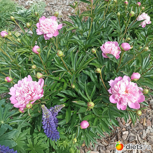 60 фото: ЛилинЦветник