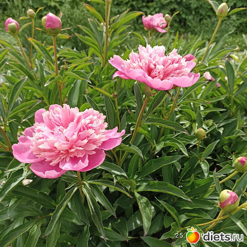 61 фото: ЛилинЦветник