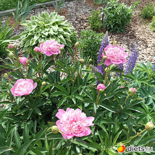 62 фото: ЛилинЦветник