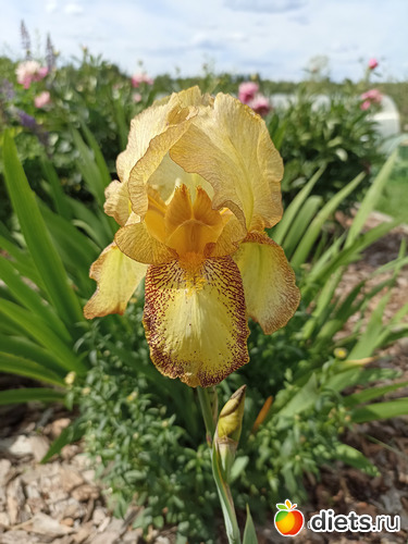 65 фото: ЛилинЦветник