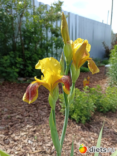 66 фото: ЛилинЦветник