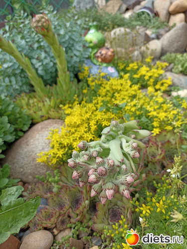 69 фото: ЛилинЦветник