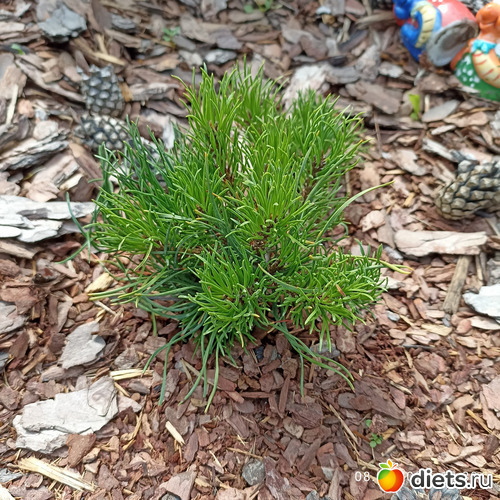 71 фото: ЛилинЦветник