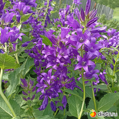 72 фото: ЛилинЦветник