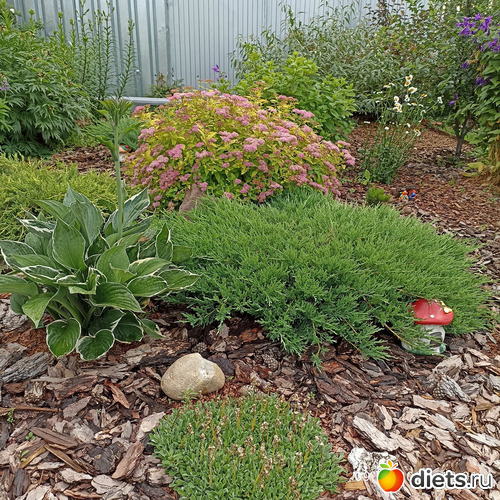 73 фото: ЛилинЦветник
