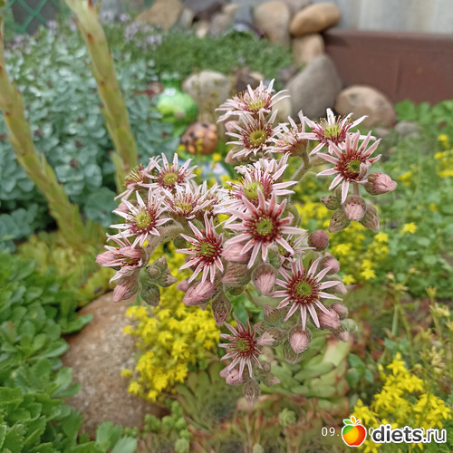 74 фото: ЛилинЦветник