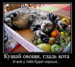 14 день. Белковый. О котиках. чем кормите своих пушистиков?