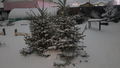 зимний сад