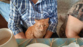 кот Персик