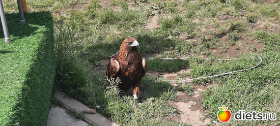 орёлик, вот здесь жалко птицу, альбом: Отдых с внучей в Боровом 2024