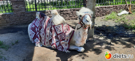 белый верблюд-символ Бурабая ( с 2009 года, курорт Боровое стал называться Бурабай), альбом: Отдых с внучей в Боровом 2024