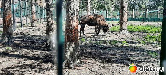 бизон, альбом: Отдых с внучей в Боровом 2024