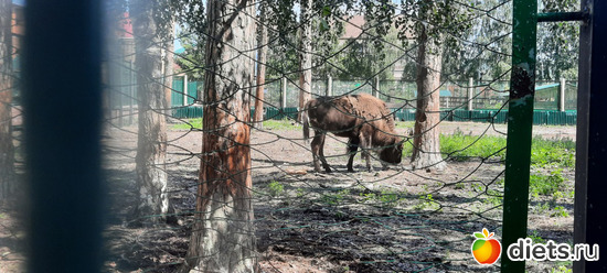 бизон 2, альбом: Отдых с внучей в Боровом 2024