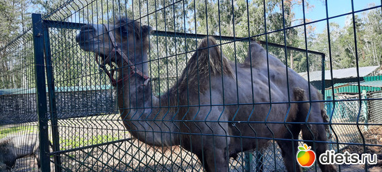 не белый библюдик, альбом: Отдых с внучей в Боровом 2024
