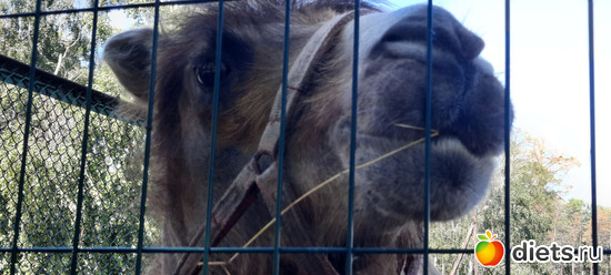 смешной, тоже просил кушать, альбом: Отдых с внучей в Боровом 2024