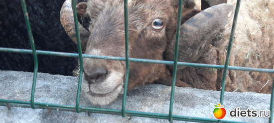 барашек, альбом: Отдых с внучей в Боровом 2024