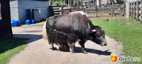 як, альбом: Отдых с внучей в Боровом 2024