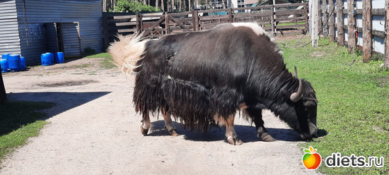 с белым хвостиком, альбом: Отдых с внучей в Боровом 2024