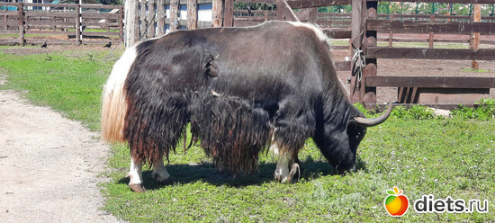 хвостик такой милый, альбом: Отдых с внучей в Боровом 2024