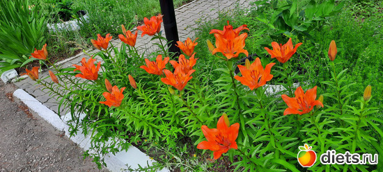 много цветов!, альбом: Отдых с внучей в Боровом 2024